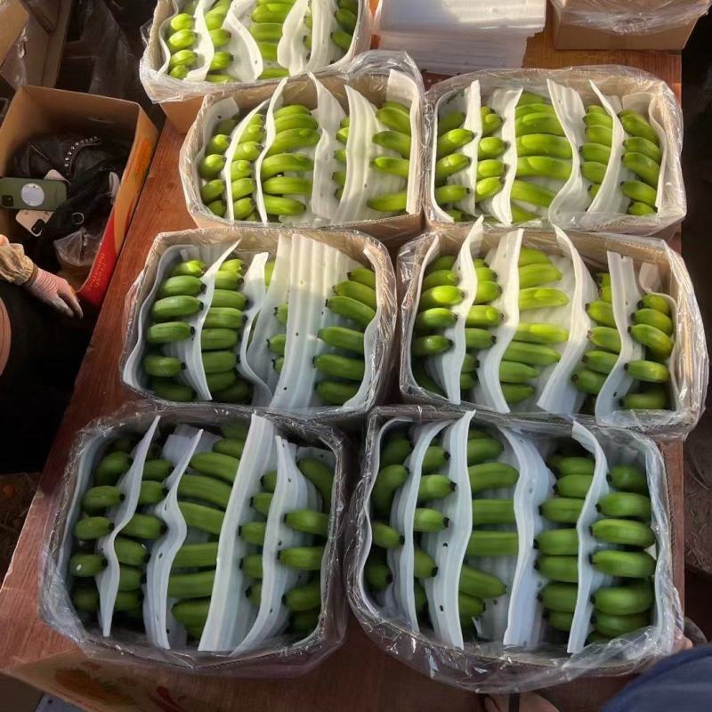 海南精品香蕉
