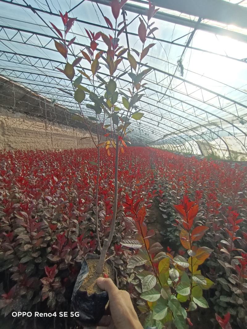 矮樱杯苗大量出售