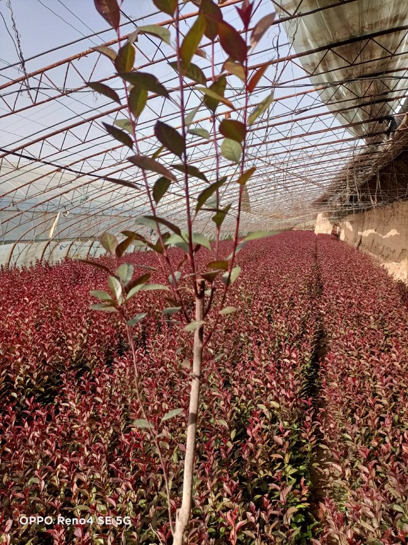 矮樱杯苗大量出售