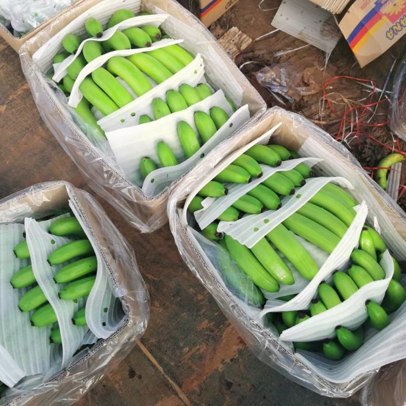 海南精品香蕉