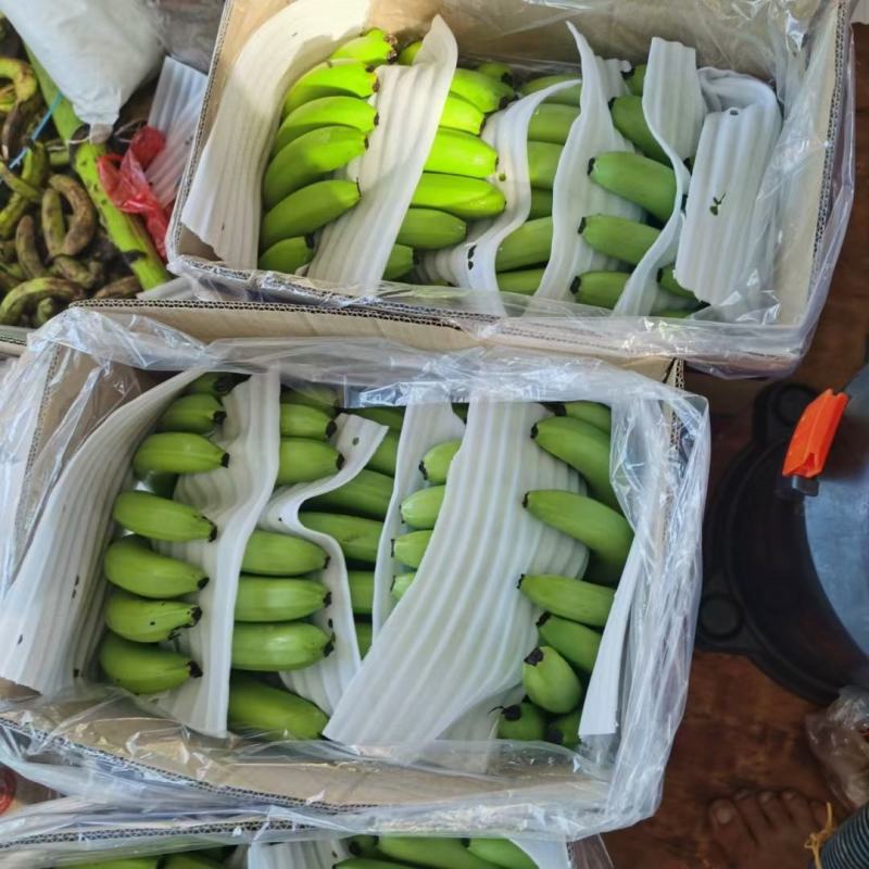 海南精品香蕉