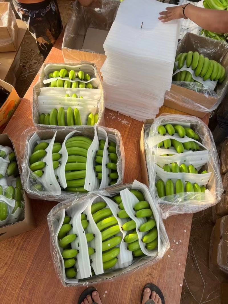 海南精品香蕉