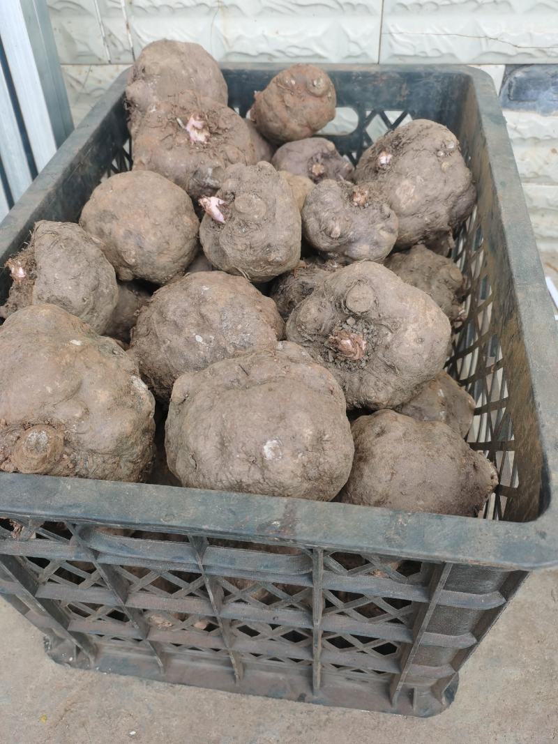 豆腐魔芋500克以上无破损的魔芋基地全国供应