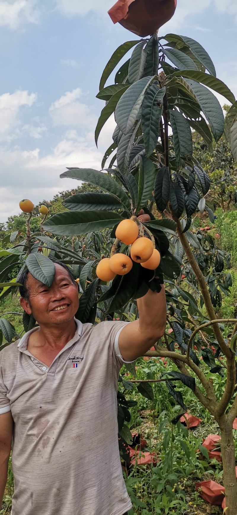 自家种植大五星枇杷批，物美价廉欢迎全国各地老板前来订购
