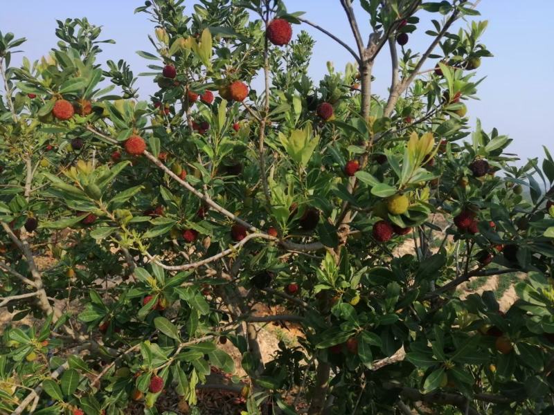 石屏杨梅东魁荸荠黑金刚早梅硬丝准备上市欢迎询价