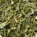 龙葵草中药材龙葵天茄子野生龙葵黑天天龙葵新货晒干500g