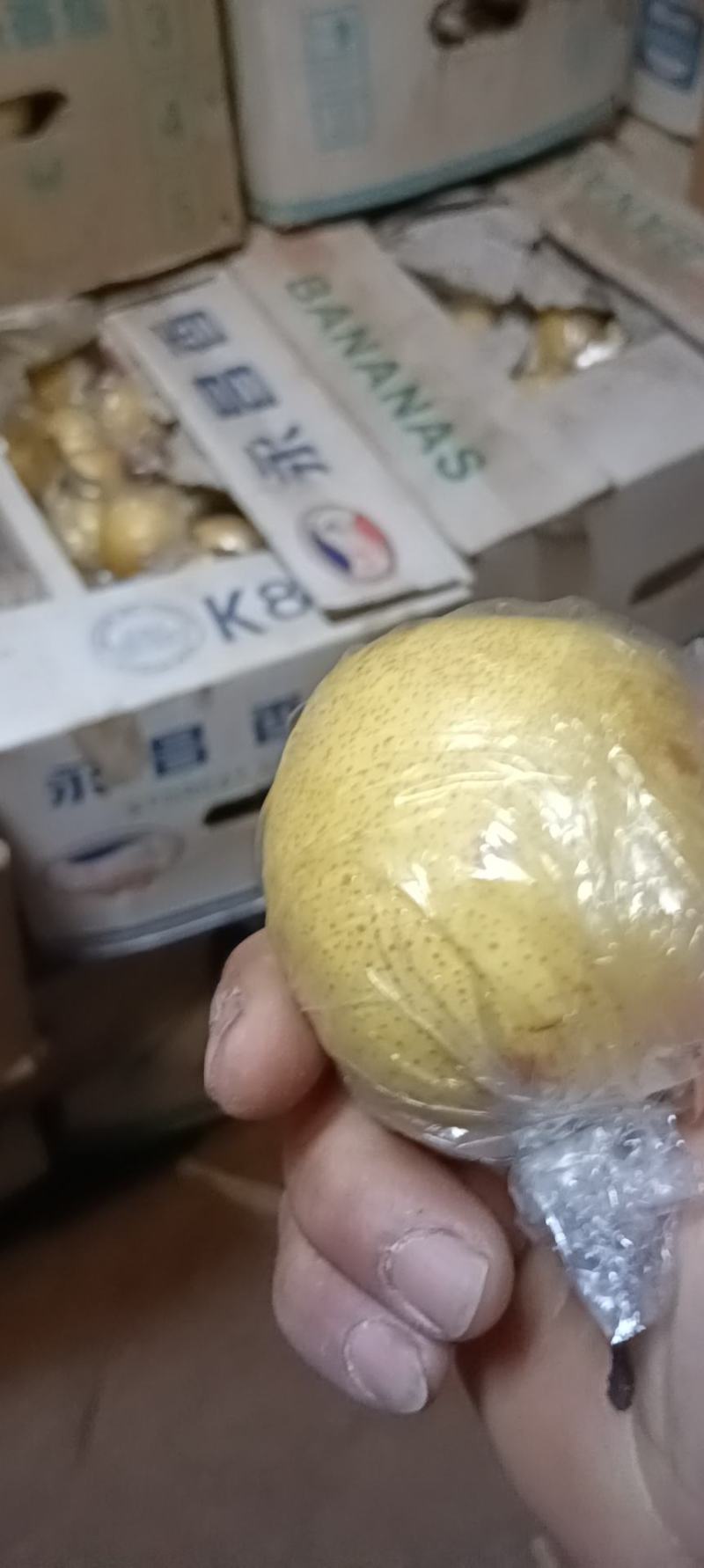 蜜梨