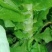 莴苣