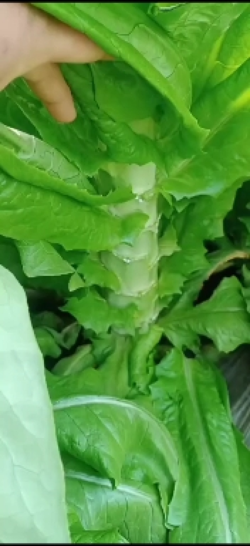 莴苣