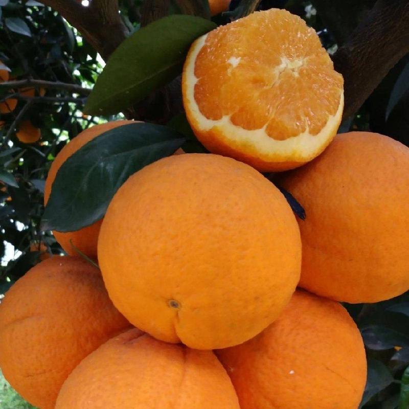 湖北产地精品伦晚脐橙：口感纯甜，细腻化渣，汁多皮薄无核