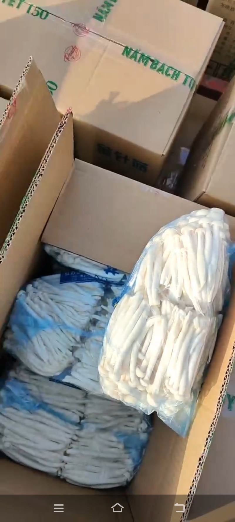 大量供应海鲜菇产地直销常年有货