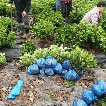 本地栀子花苗，花苞多，基地直销，现挖现发，欢迎洽谈