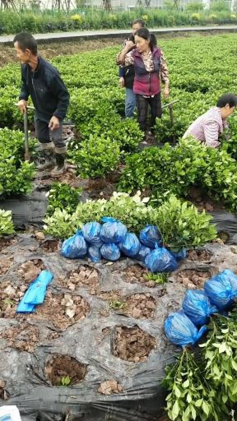 本地栀子花苗，花苞多，基地直销，现挖现发，欢迎洽谈