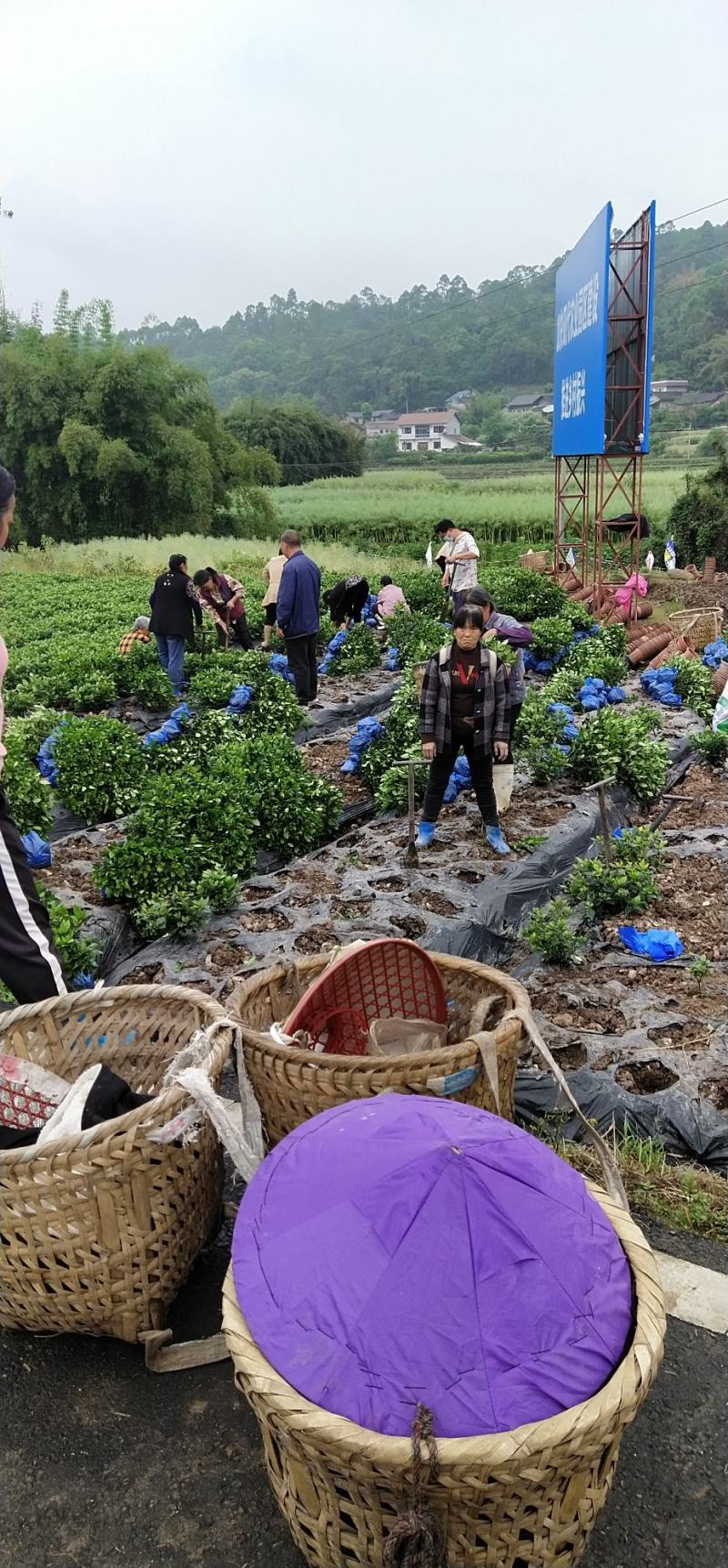 本地栀子花苗，花苞多，基地直销，现挖现发，欢迎洽谈