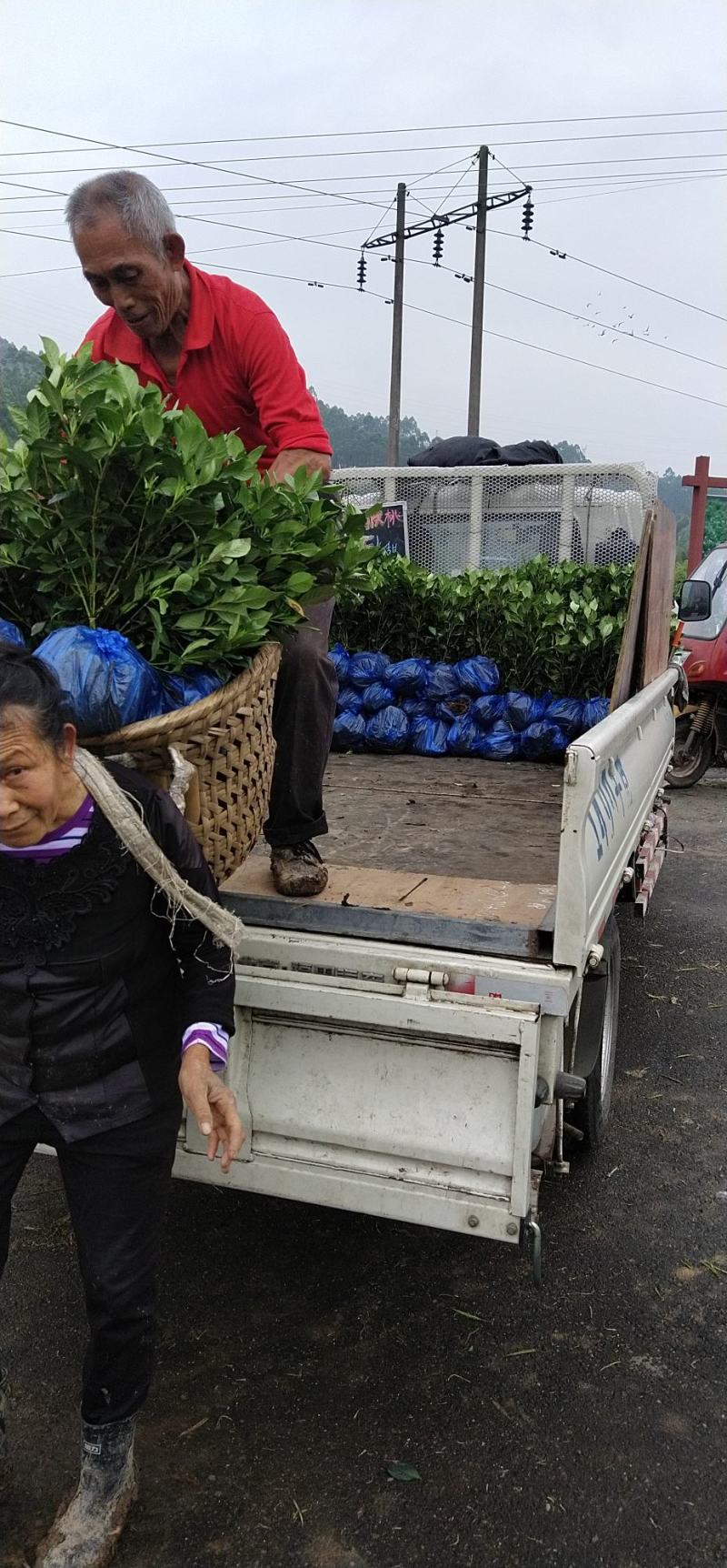 本地栀子花苗，花苞多，基地直销，现挖现发，欢迎洽谈
