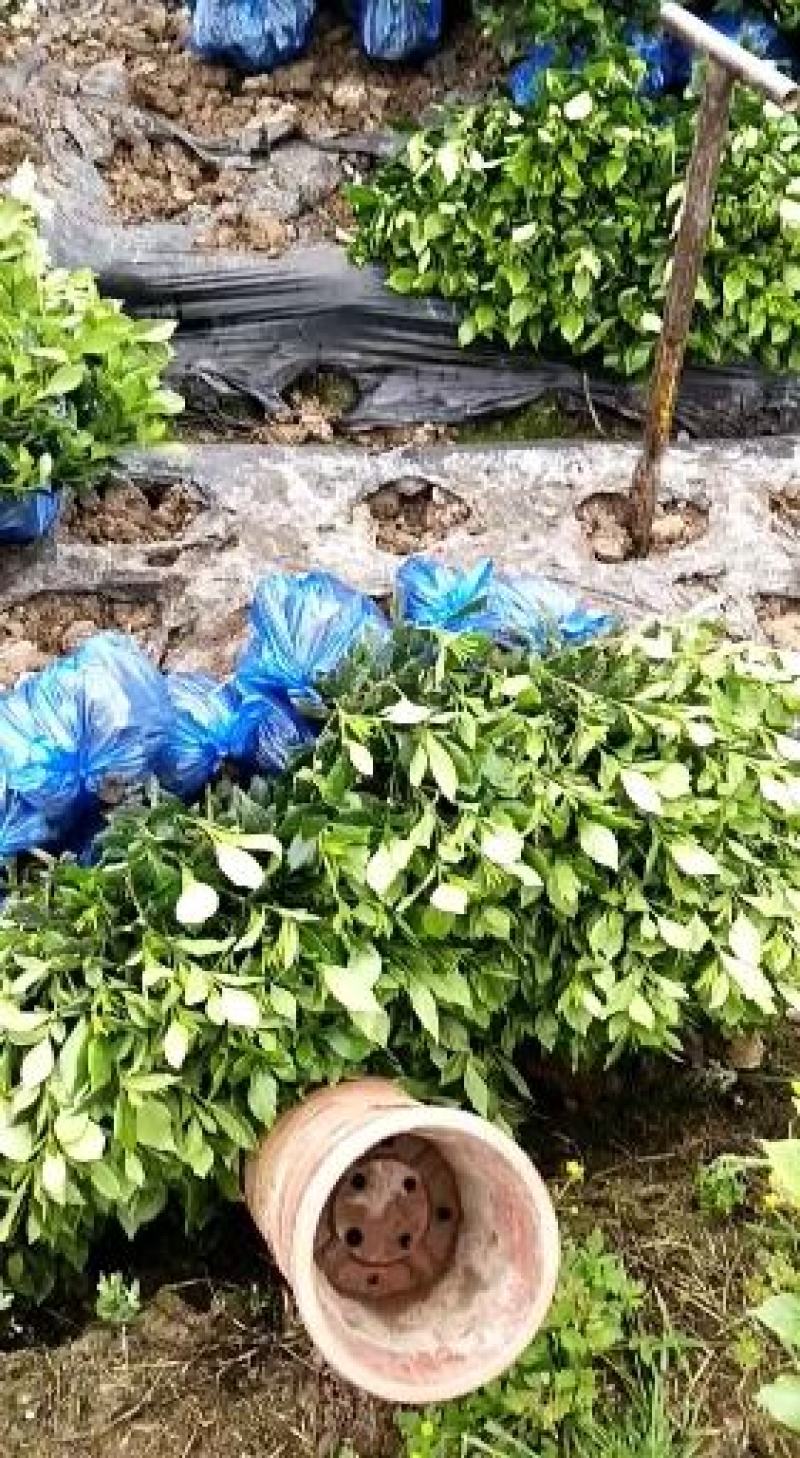 本地栀子花苗，花苞多，基地直销，现挖现发，欢迎洽谈