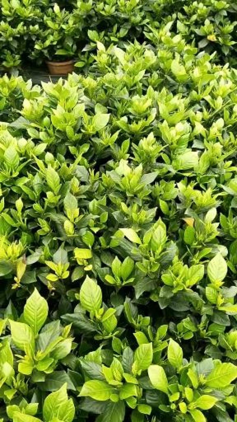 本地栀子花苗，花苞多，基地直销，现挖现发，欢迎洽谈