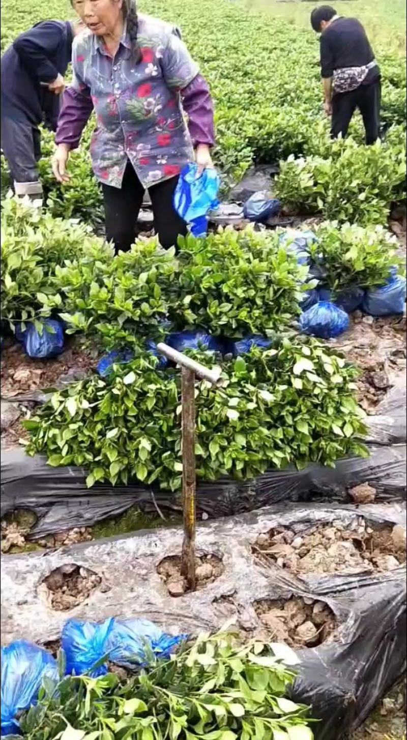 本地栀子花苗，花苞多，基地直销，现挖现发，欢迎洽谈