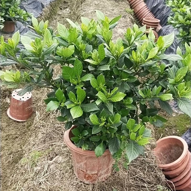 本地栀子花苗，花苞多，基地直销，现挖现发，欢迎洽谈