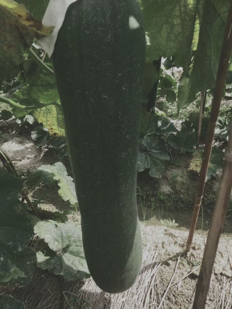 大量青皮冬