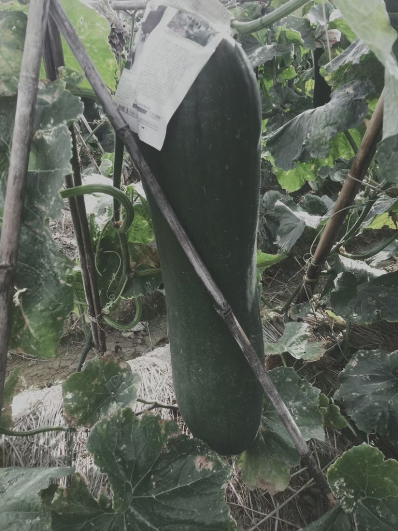 大量青皮冬
