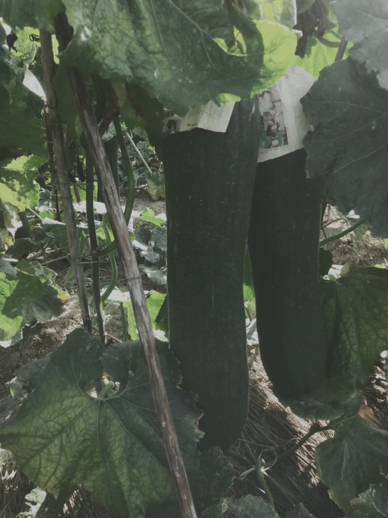 大量青皮冬