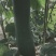 大量青皮冬