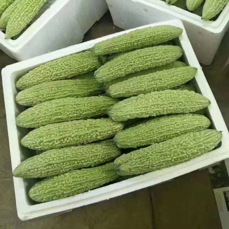 青苦瓜