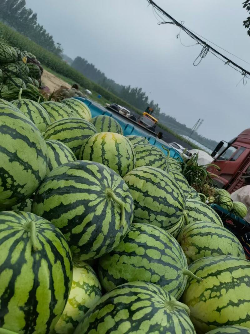 甜王、美都、8424大量市有需要的老板联系发电商和市场