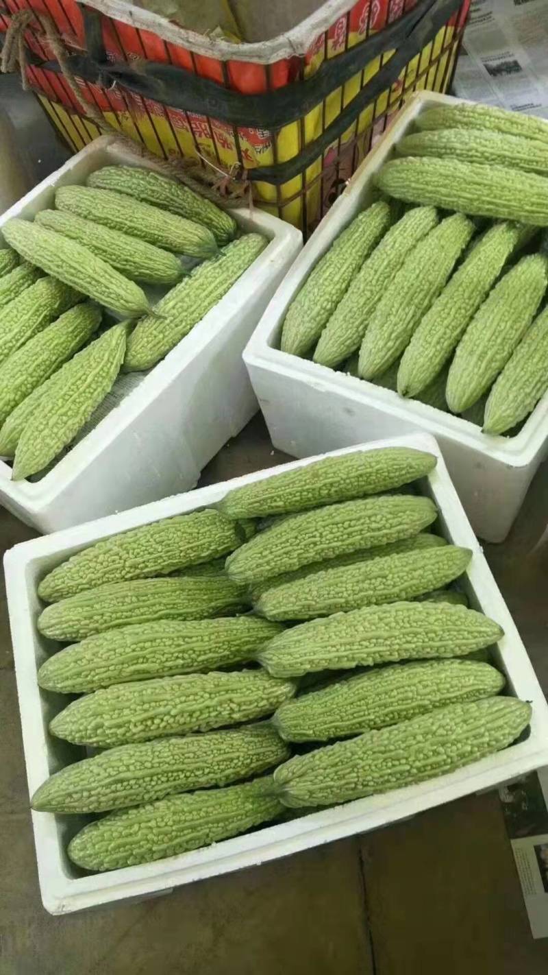 青苦瓜