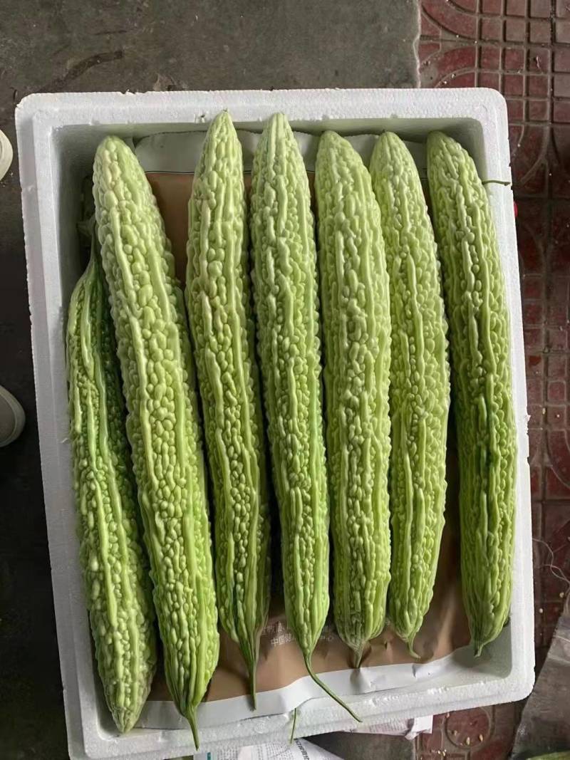 青苦瓜