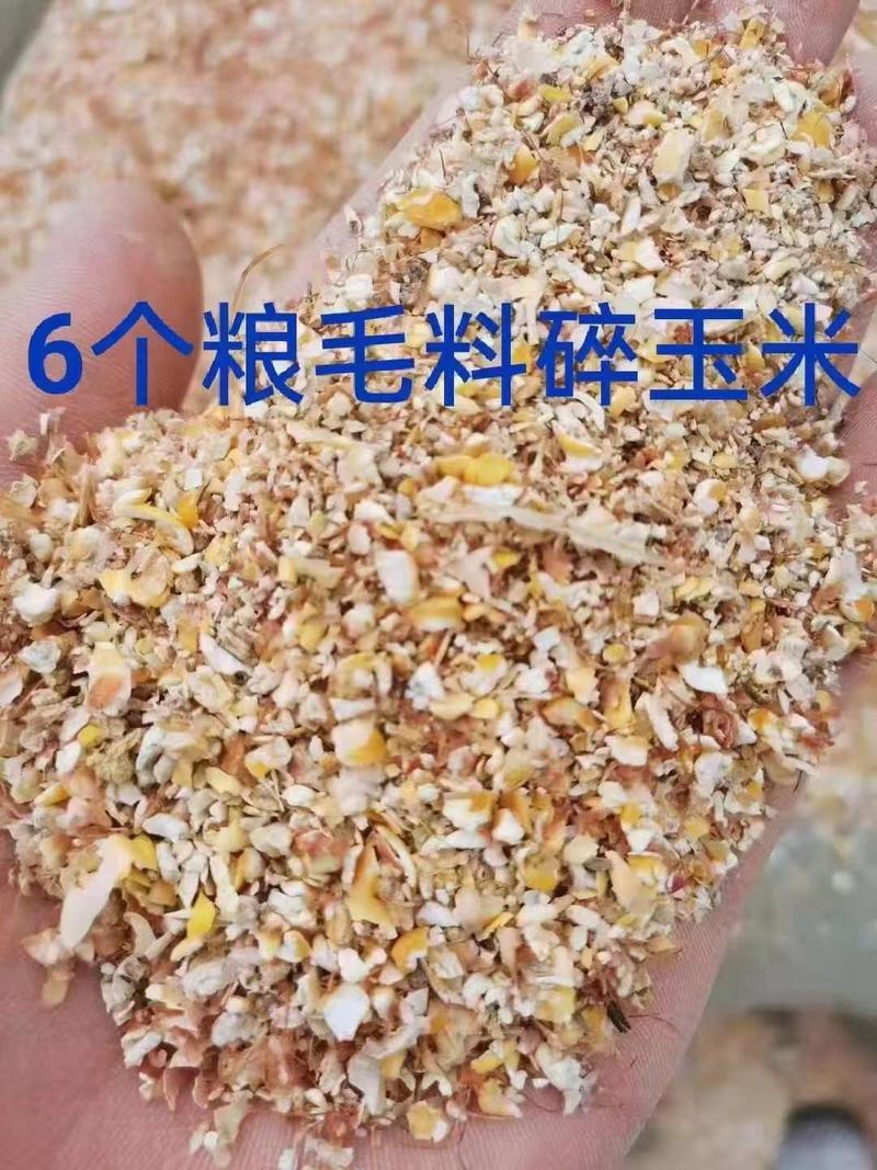 烘干塔下的毛粮碎玉米，6_9个料适用于鸡鸭鹅猪牛羊的养殖