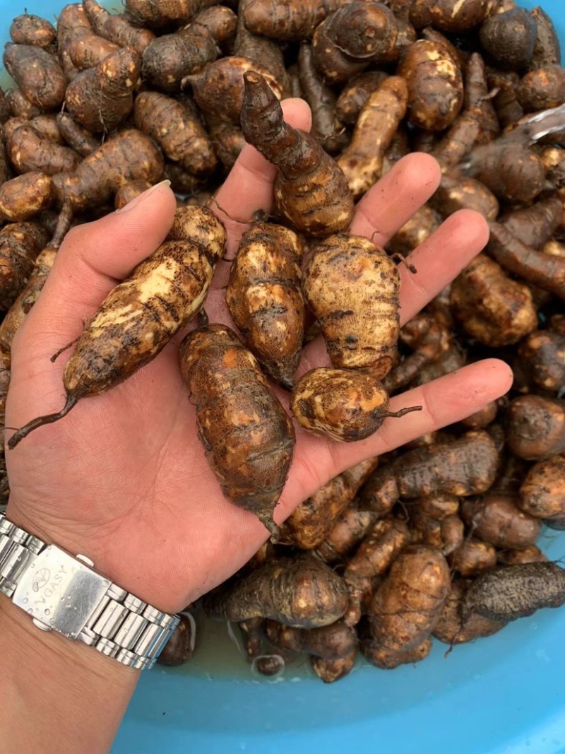 贵州三叶青中药材，金线吊葫芦，又名，石老鼠，产地直供