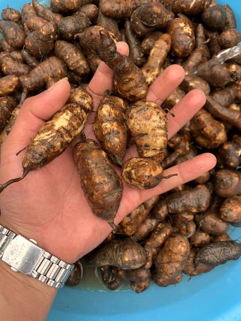 贵州三叶青中药材，金线吊葫芦，又名，石老鼠，产地直供