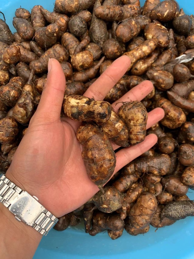 贵州三叶青中药材，金线吊葫芦，又名，石老鼠，产地直供