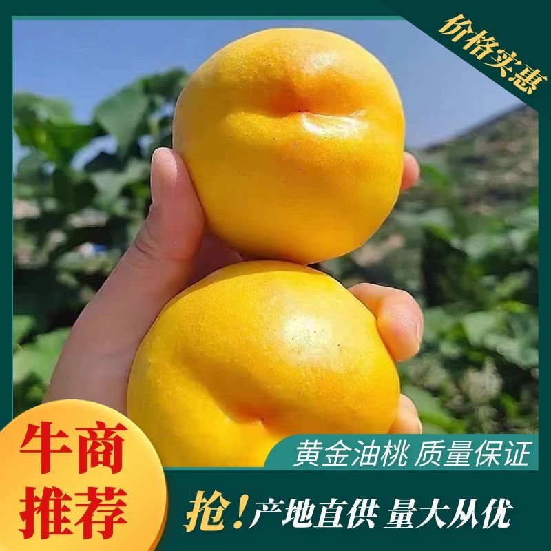 山东蒙阴精品黄金油桃大量供应产地直供量大从优