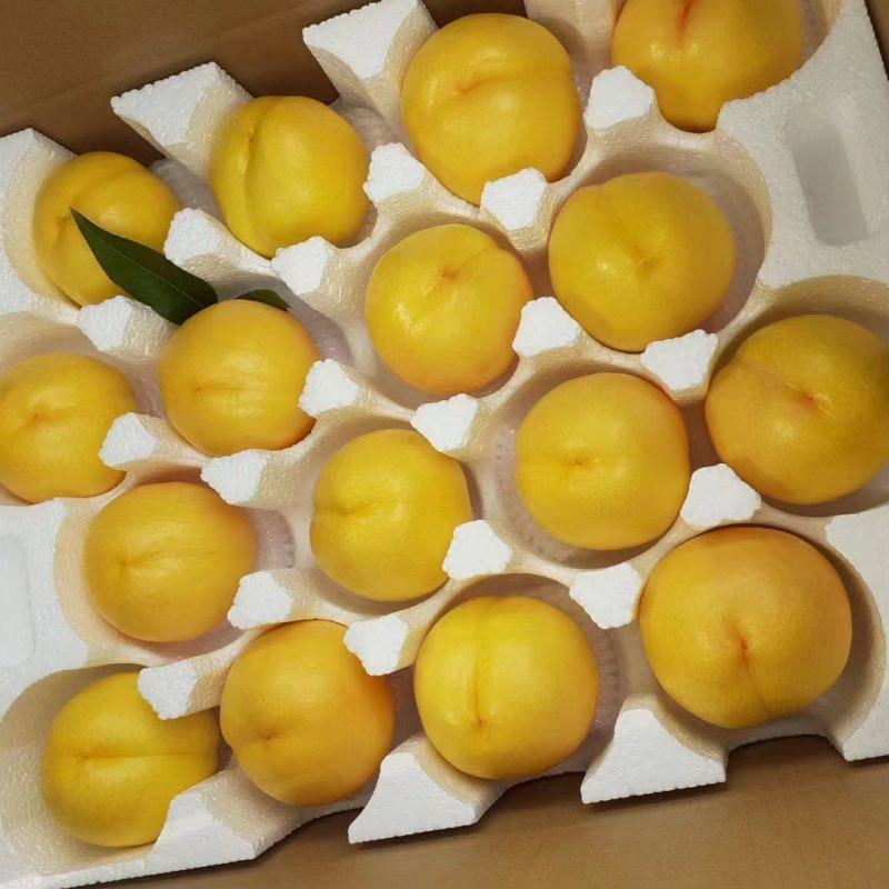 山东蒙阴精品黄金油桃大量供应产地直供量大从优