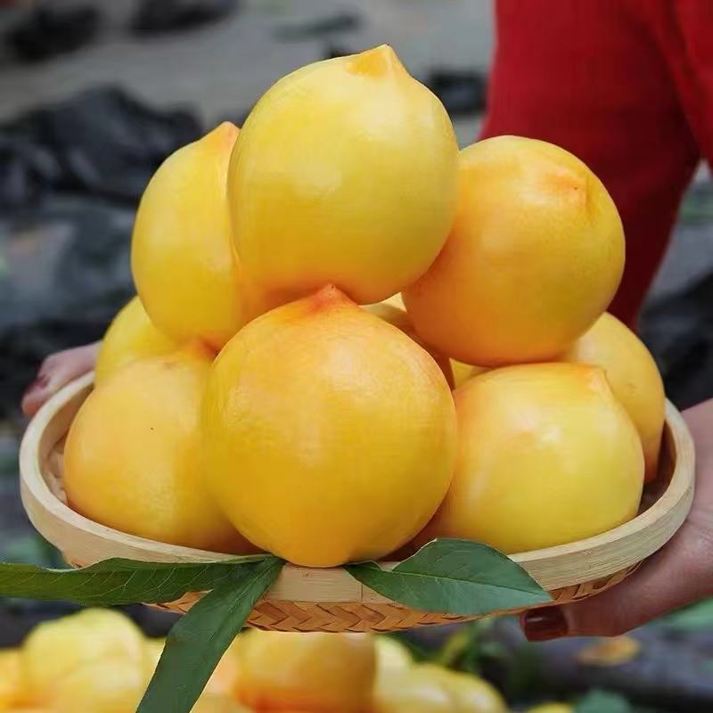 山东蒙阴精品黄金油桃大量供应产地直供量大从优