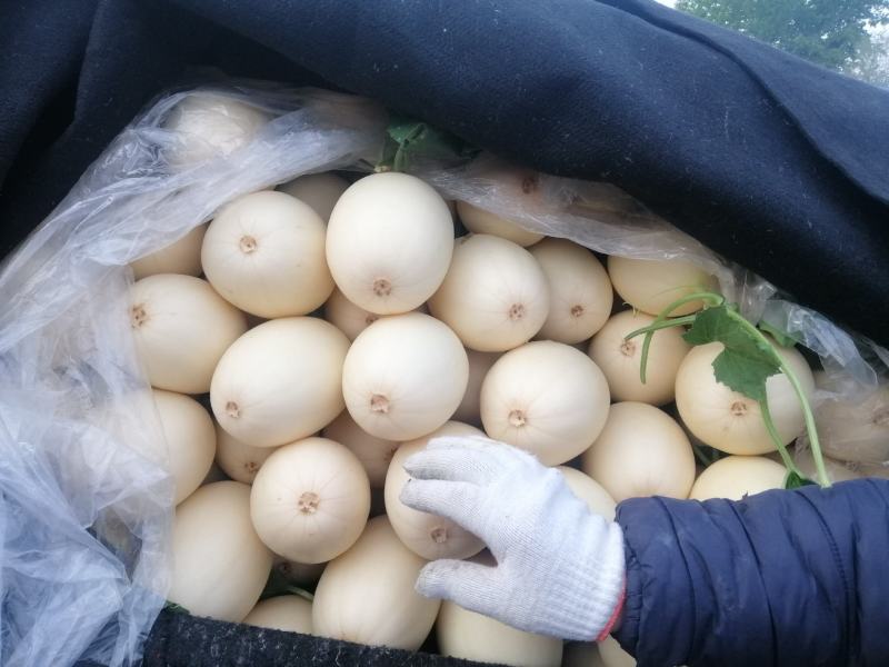 红金蜜甜瓜，山东莘县燕店产区大量上市中，白皮红肉！口感脆