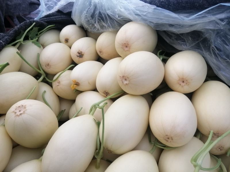 红金蜜甜瓜，山东莘县燕店产区大量上市中，白皮红肉！口感脆