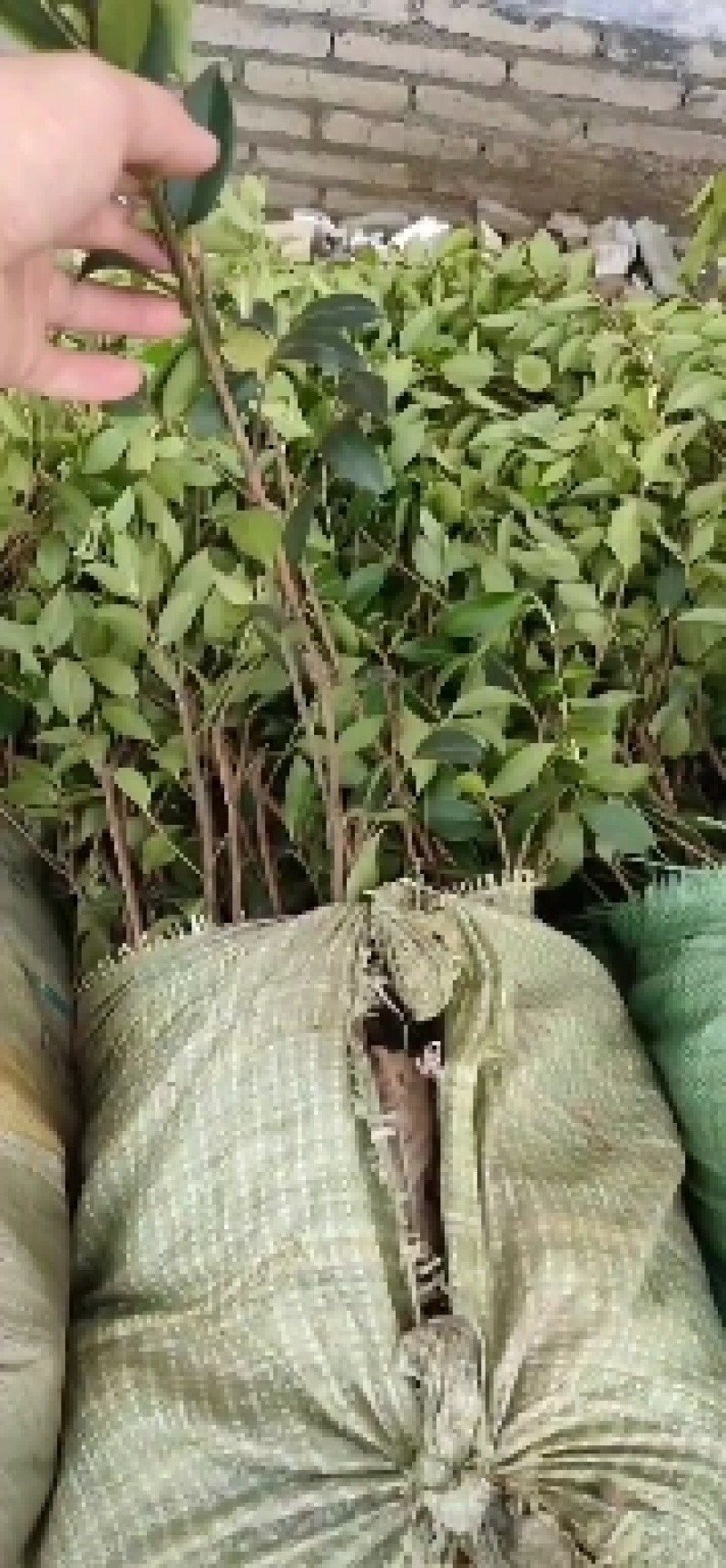 广西良种油茶苗