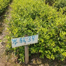 广西良种油茶苗