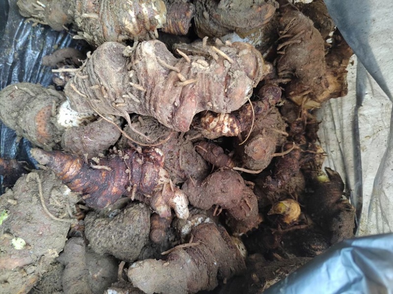 贵州野生重楼，七叶一枝花，别名独脚莲，干货，无流