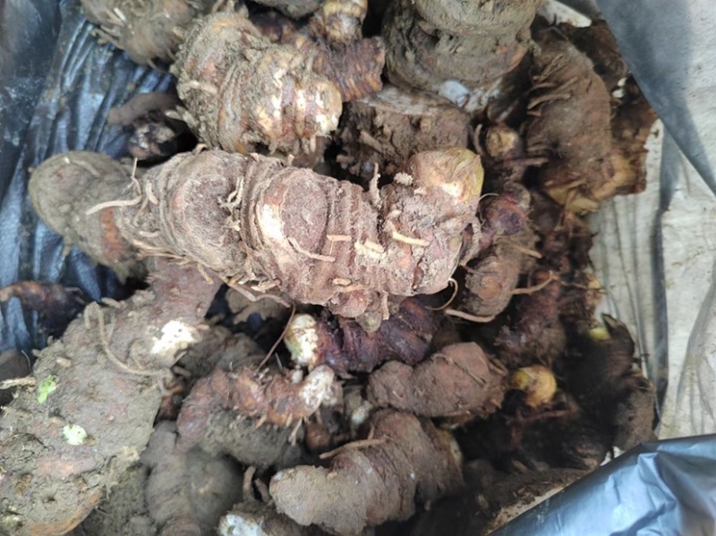 贵州野生重楼，七叶一枝花，别名独脚莲，干货，无流