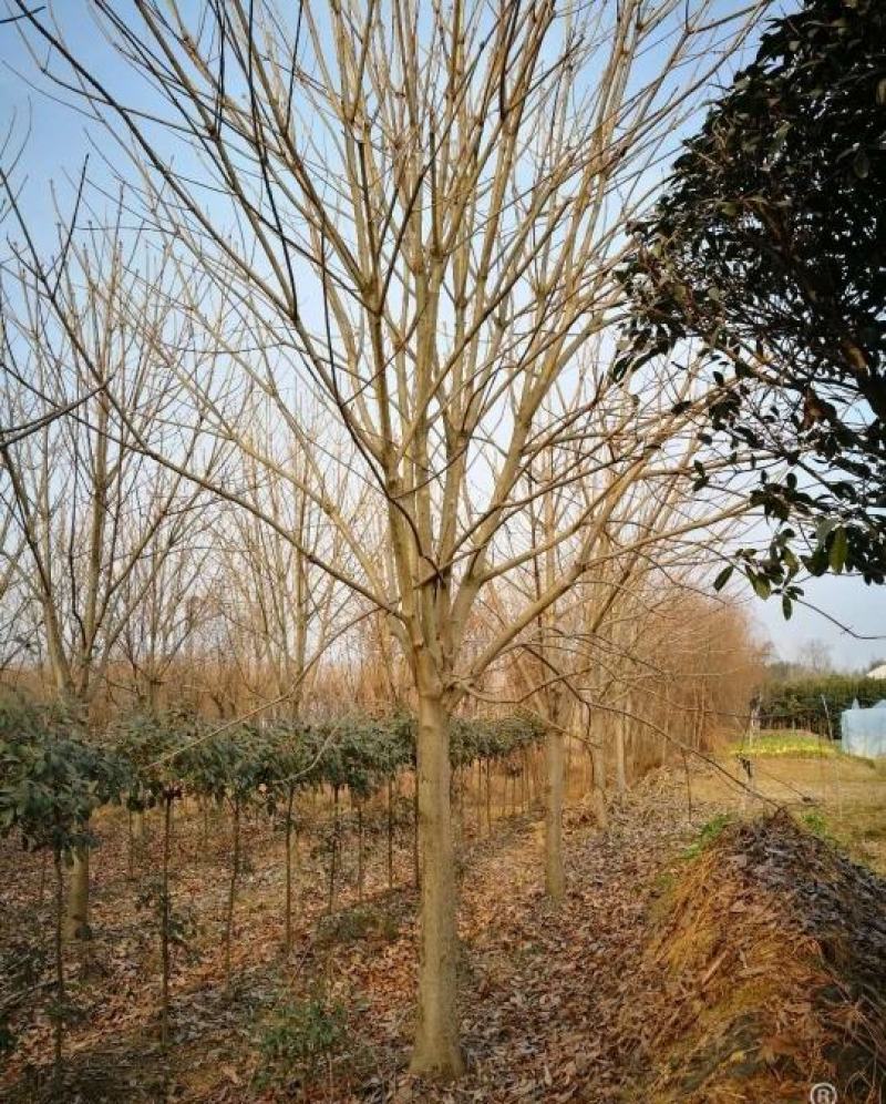 七叶树