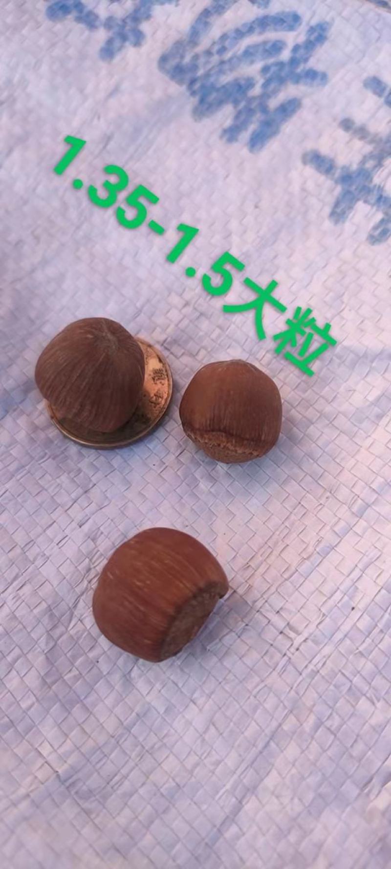 精品小榛子产地直发量大从优欢迎咨询