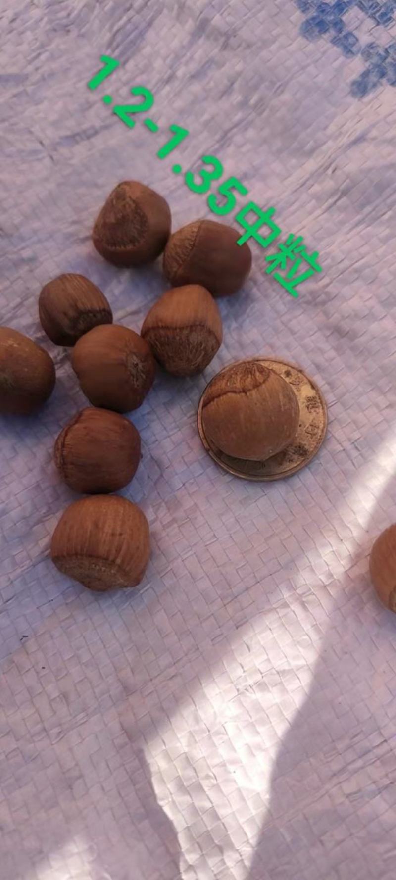 精品小榛子产地直发量大从优欢迎咨询