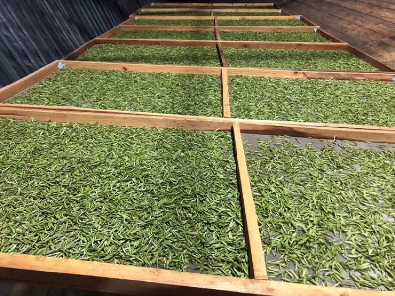 推荐白牡丹冰糖甜早春花香牡白牡丹批发好喝