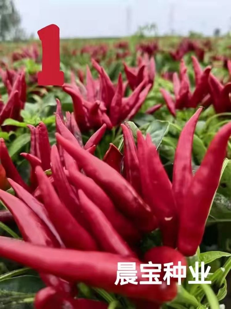 蒜乡红椒万家辣椒苗，免费技术指导，包回收，农场大户