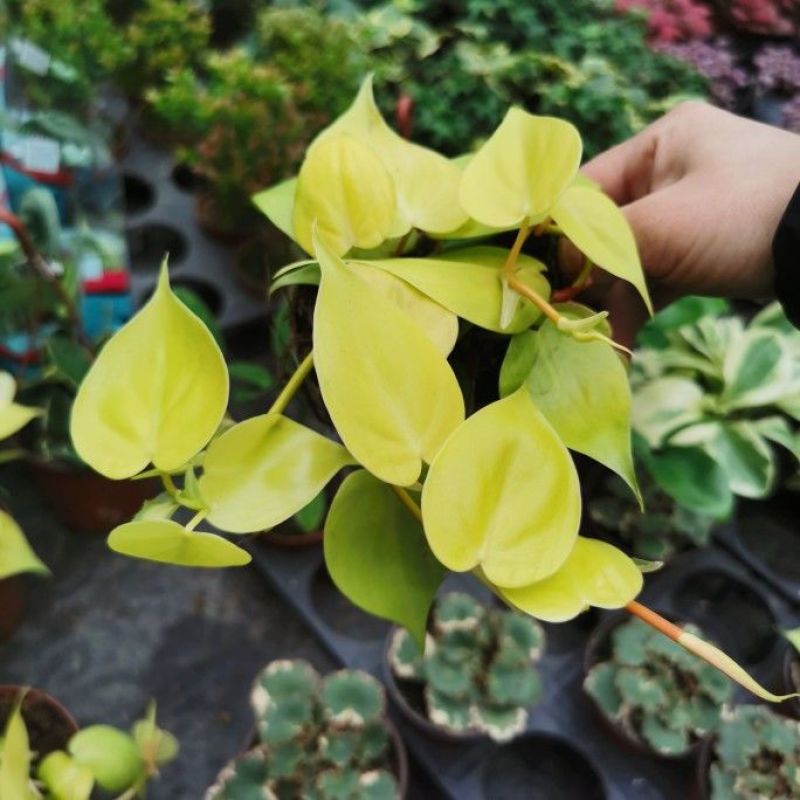 柠檬汁蔓绿绒多年生阳台室内桌面彩叶观叶植物净化空气盆栽